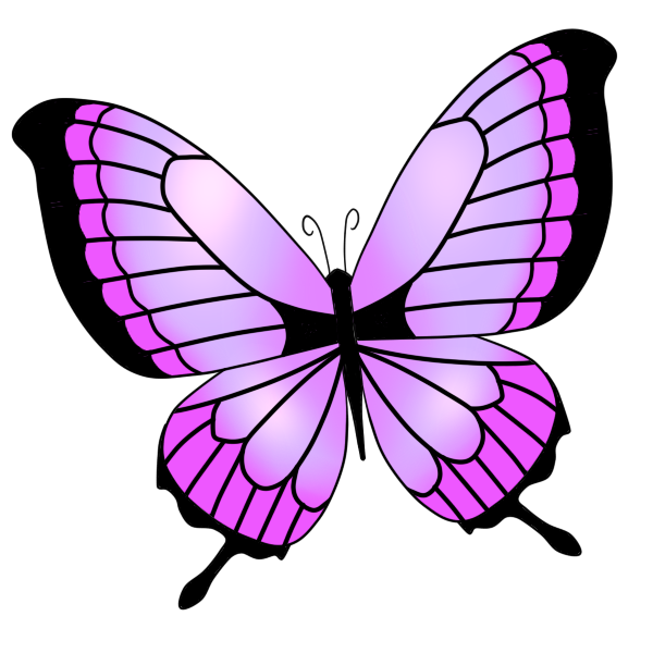 アゲハ蝶 ピンク フリーのイラスト素材 もってけ画廊