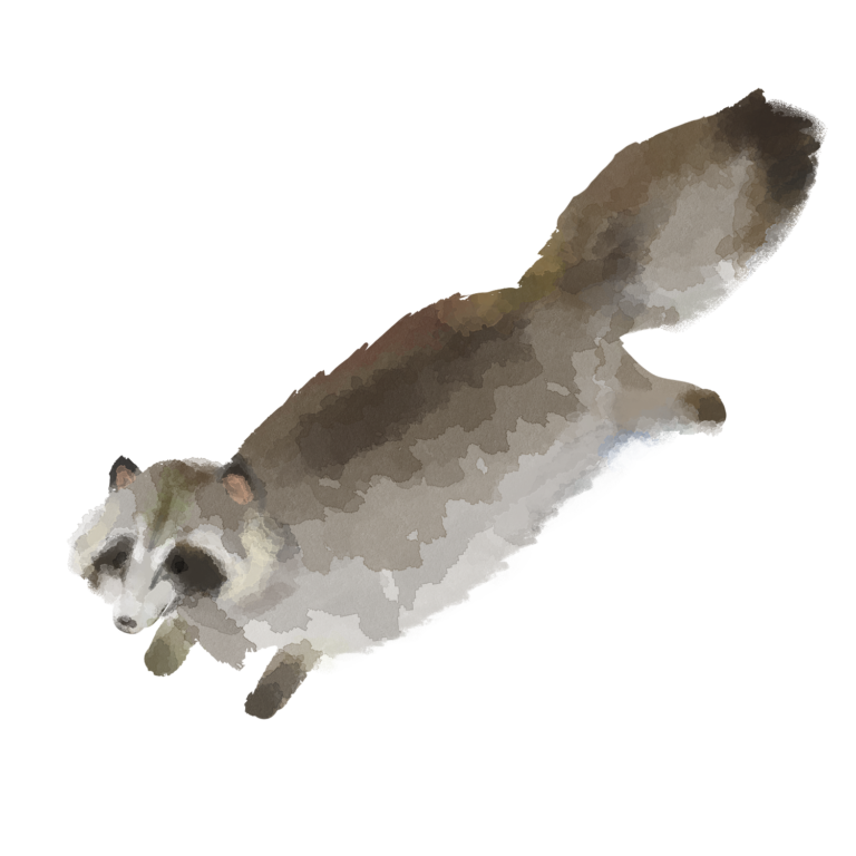 たぬき｜フリーのイラスト素材「もってけ画廊」